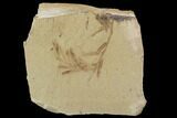 Metasequoia (Dawn Redwood) Fossils - Montana #102333-1